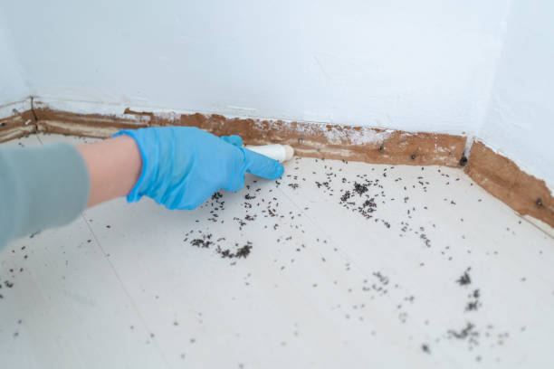 Best Rat Extermination Near Me  in West Deland, FL
