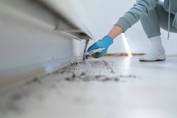 Bird Control in West Deland, FL